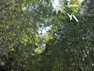 竹绿园