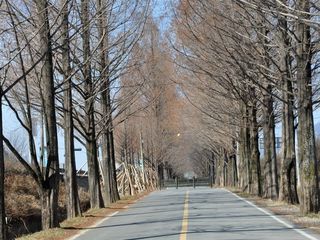 水杉树林荫道