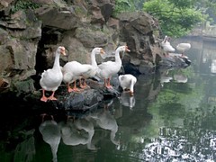 兰亭图片