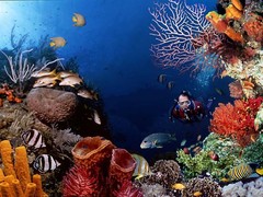上海海洋水族馆图片