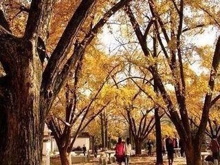秋天的银杏金灿灿