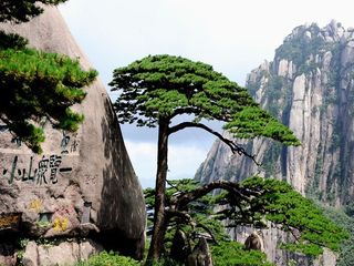 黄山迎客松