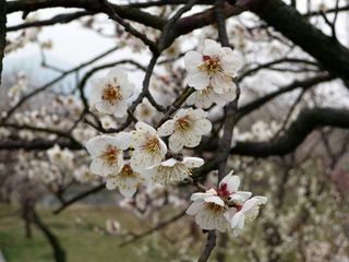 林屋梅花