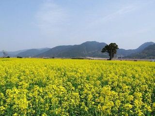 仙居油菜花