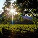 旧金山 北美洲 美国 NAPA VALLEY 旧金山 北美洲 美国 NAPA VALLEY