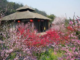吼山桃花
