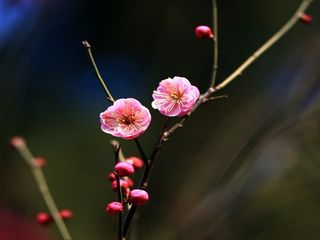 盛开的桃花