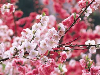 盛开的桃花