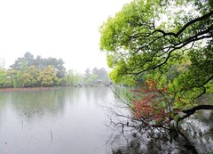 西湖图片