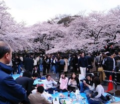 东京代代木公园图片
