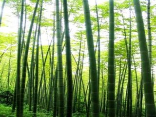 重庆周边旅游景点永川茶山竹海+黄瓜山梨花一