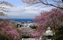平和公园樱花