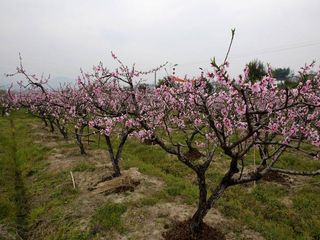 阳山畈桃花