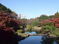 新宿御苑图片