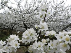 统景李花2