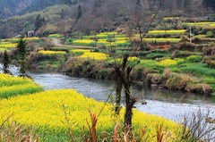 罗平油菜花海图片
