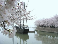樱花2