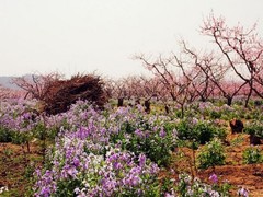 桃花岛风情园图片