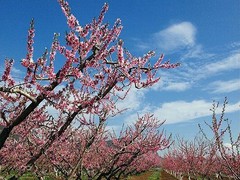 桃花岛风情园图片