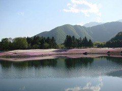 富士芝樱