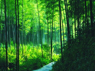 南山竹海