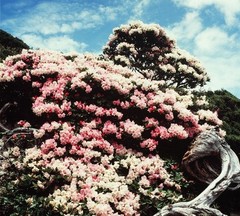 三清山杜鹃花
