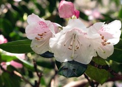 杜鹃花