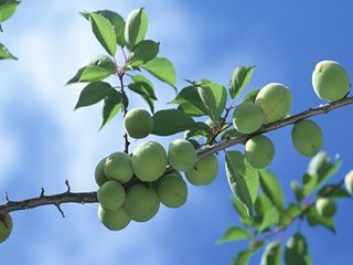 青梅采摘