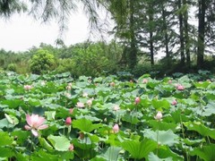鼋头渚图片