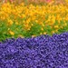  FLOWER LAND